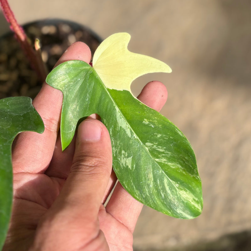 Philodendron florida beauty x squamiferum