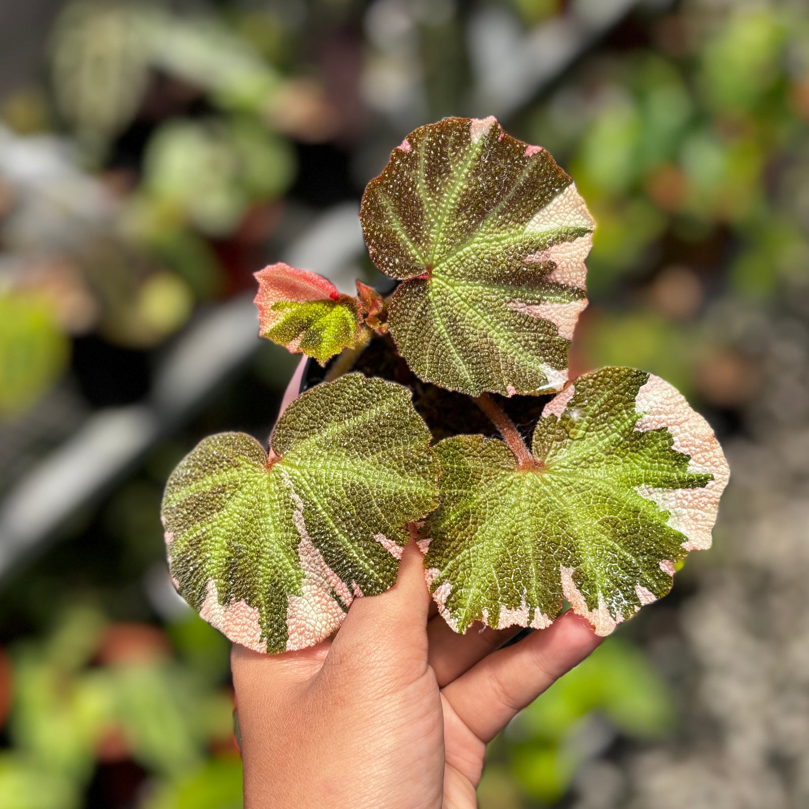 Begonia soli mutata variegated – Aroid Market