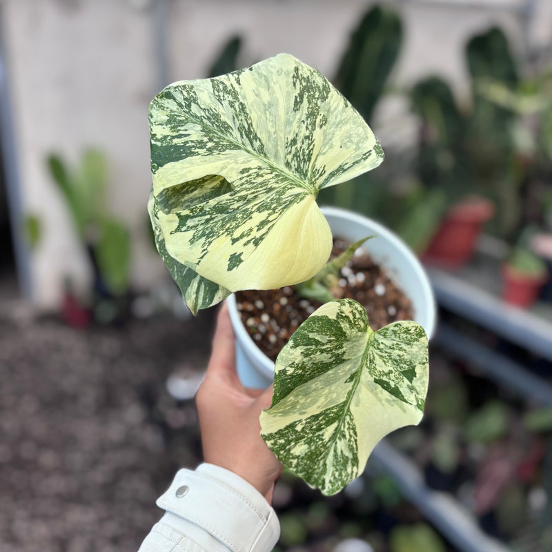 Monstera creme brulee - high variegation