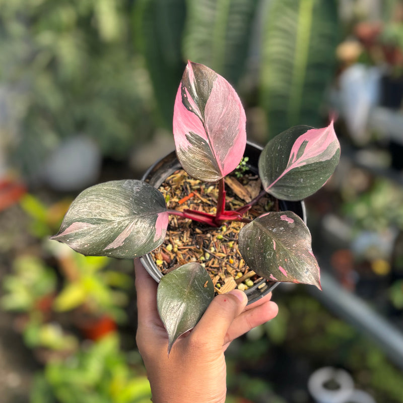 Philodendron white knight pink variegated