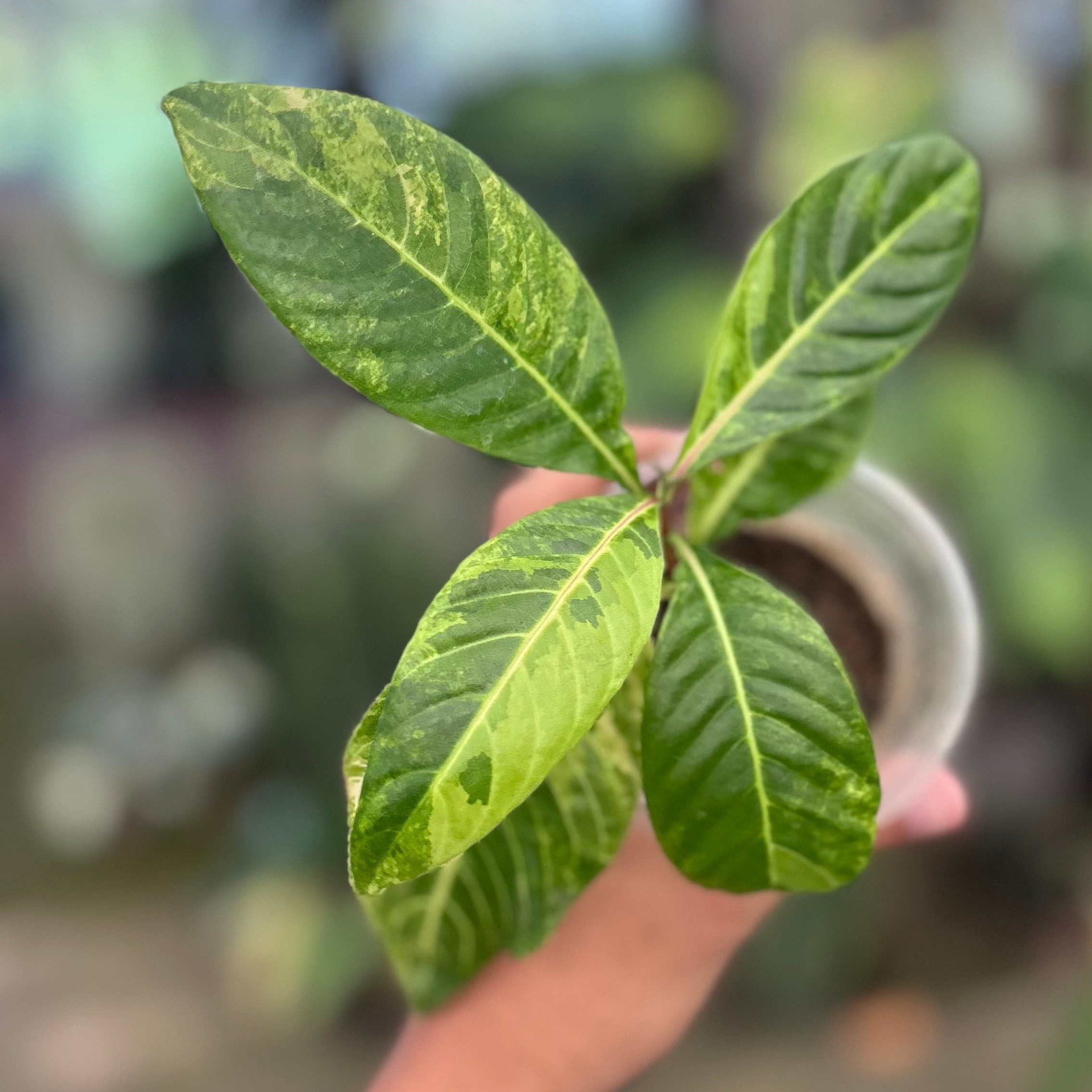 Sanchezia Speciosa Variegated (Gold Vein Plant)