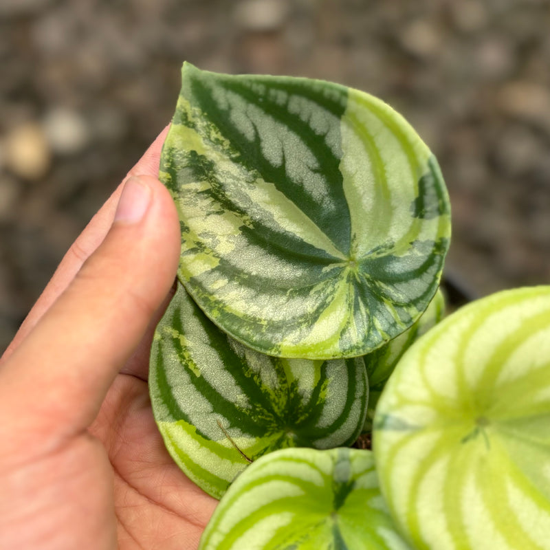 Peperomia watermelon variegated