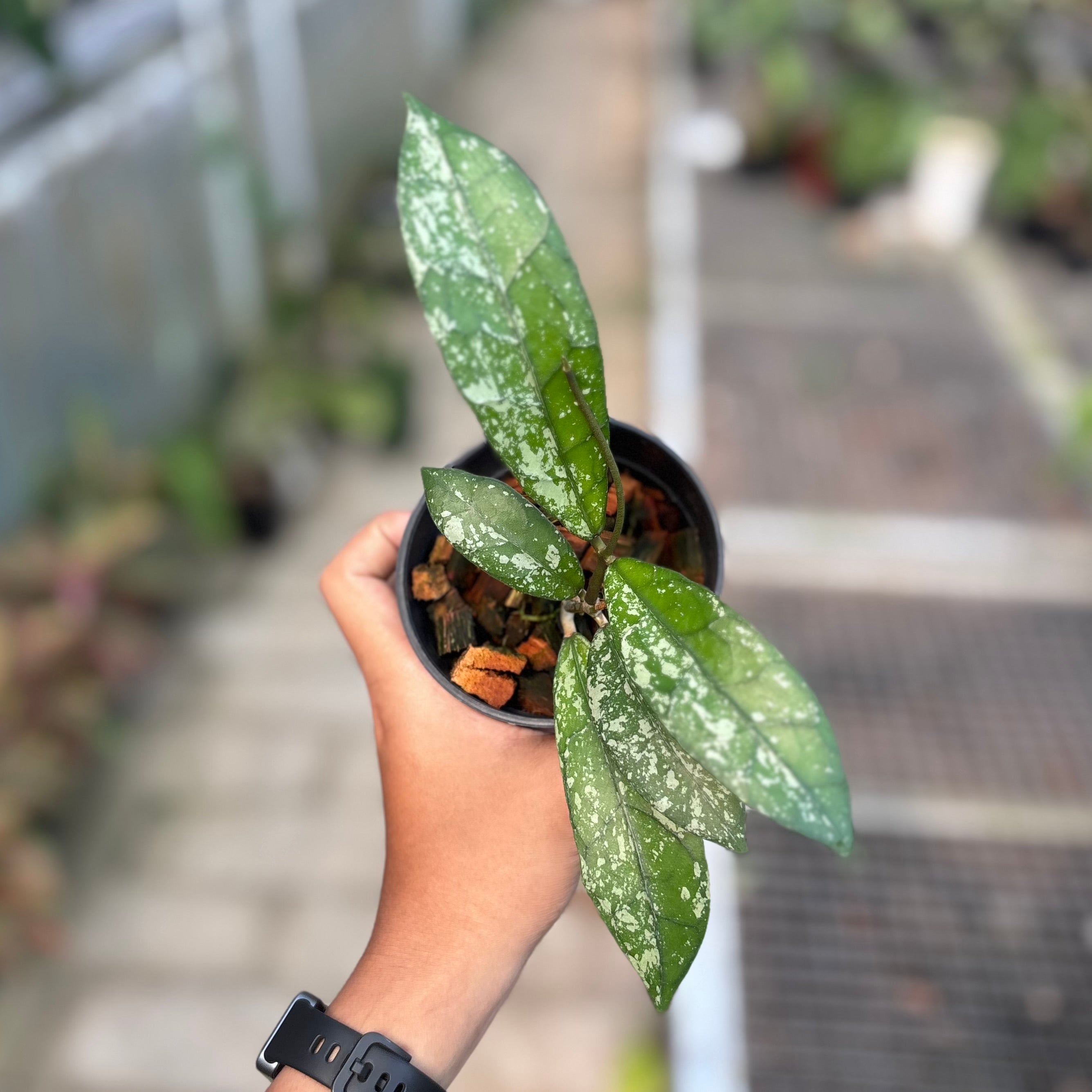 Hoya clemensiorum splash