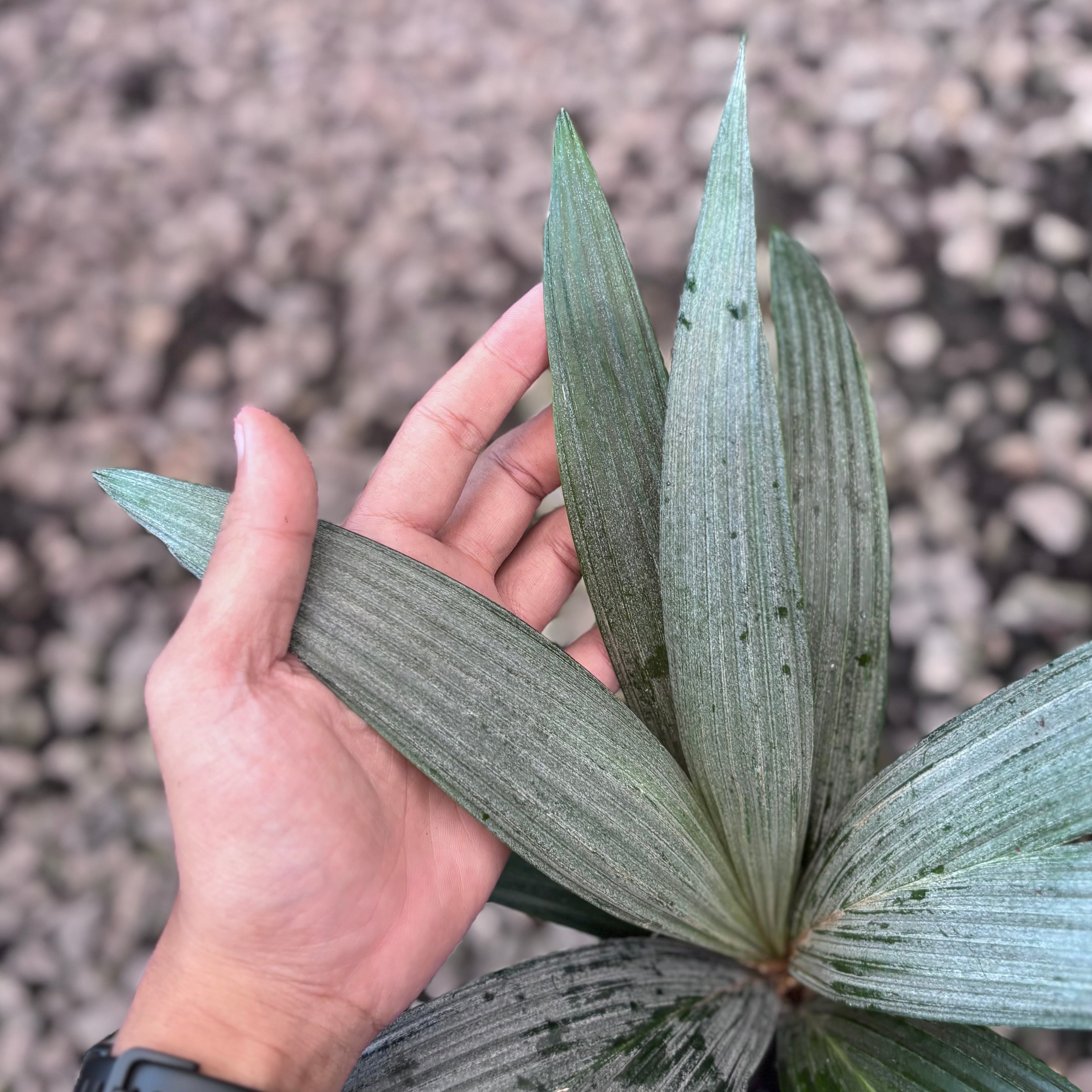 Palm sommeria leucophylla