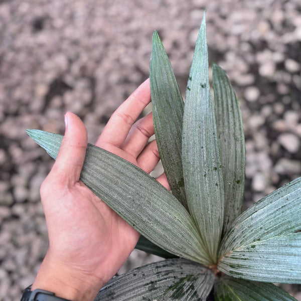 Palm sommeria leucophylla