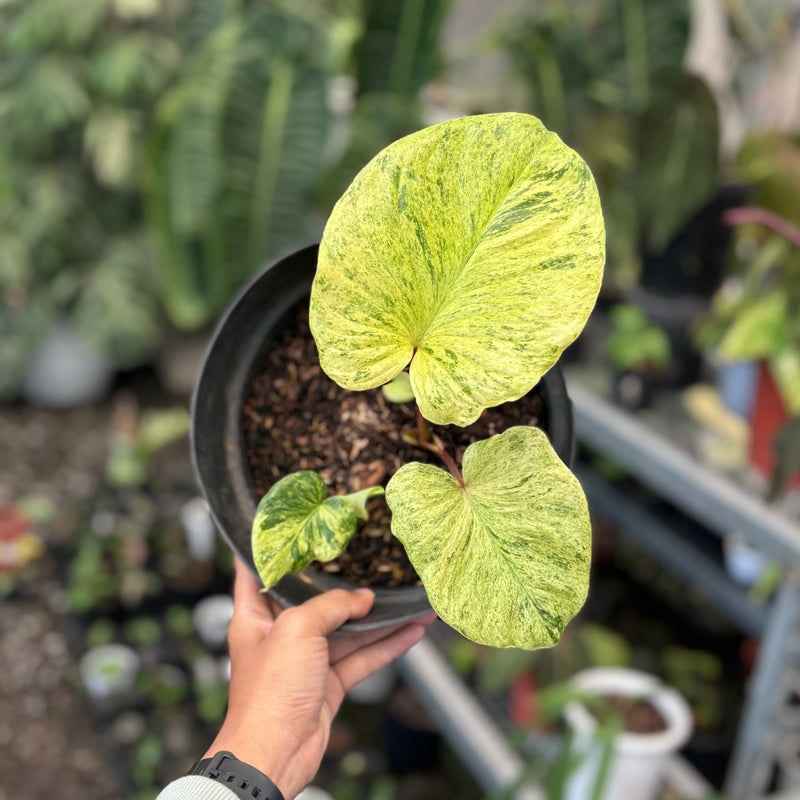 Homalomena pendula aurea variegated