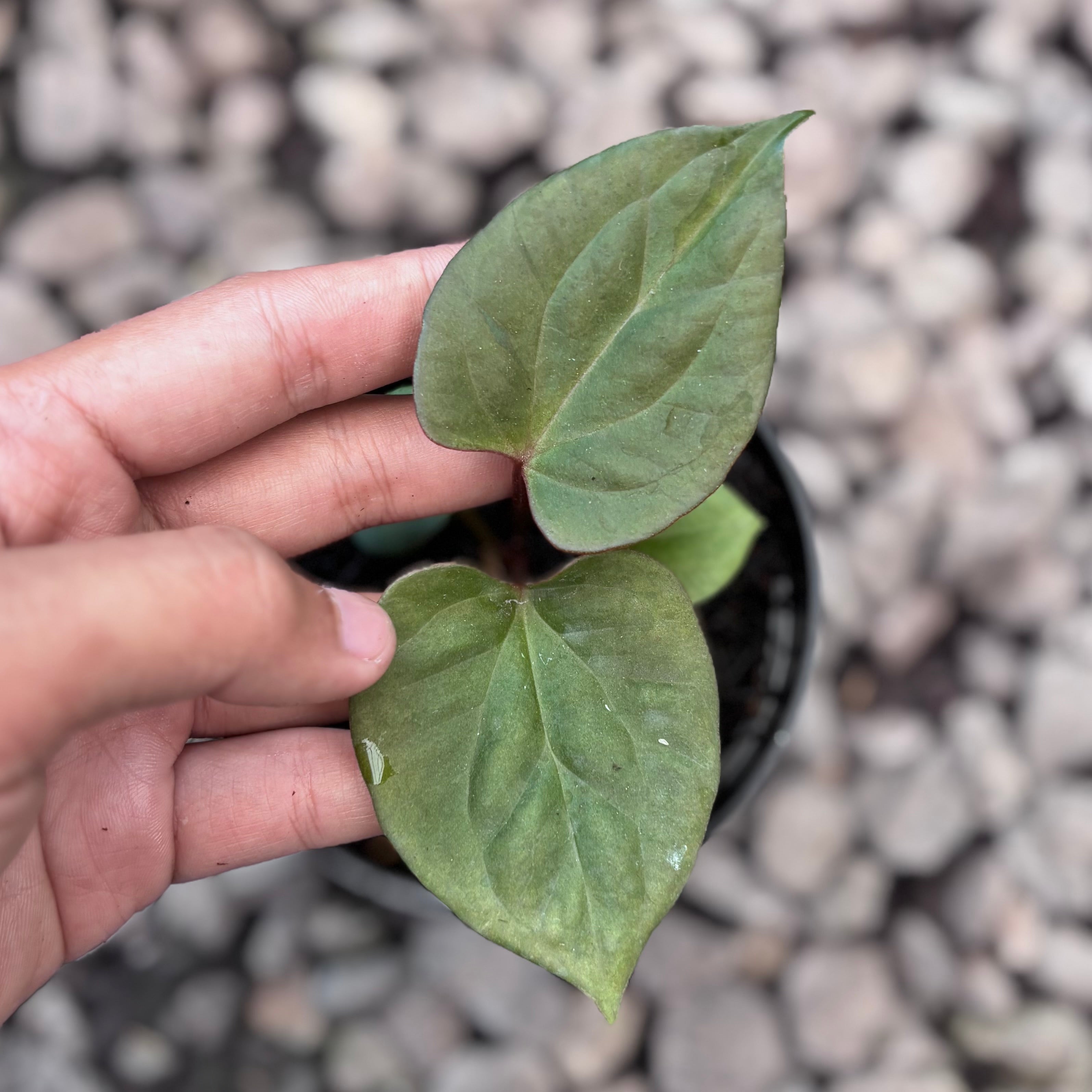 Anthurium king of spades x luxurians