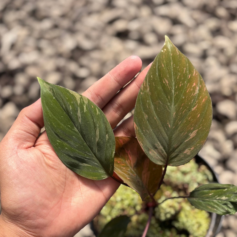 Homalomena humilis pink variegated