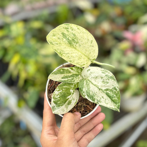 daniplantshop | Scindapsus Bakudapati 🌱 Only send good
