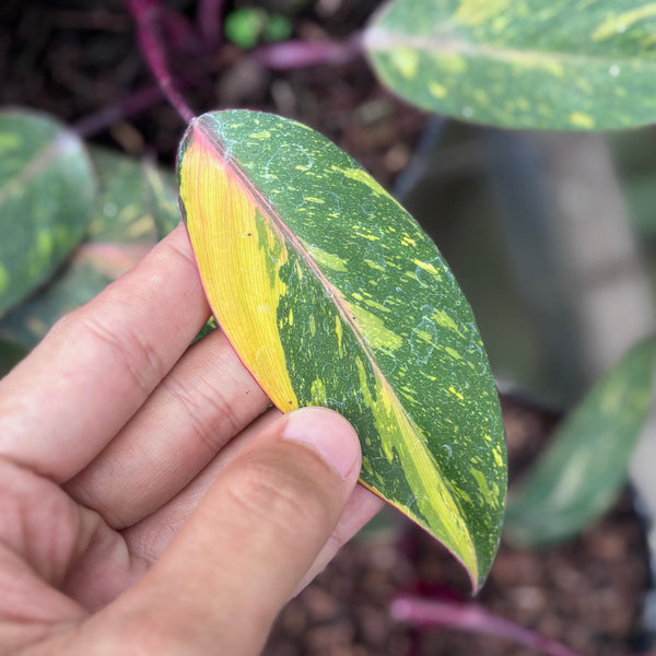 Philodendron orange princess galaxy