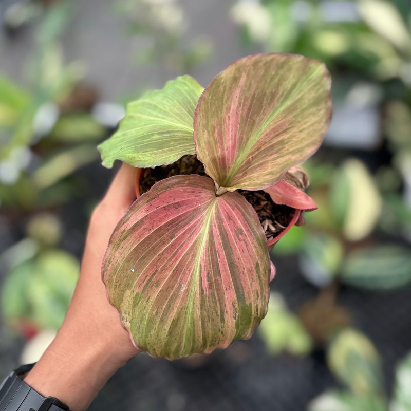 Kaempferia pulchra variegated