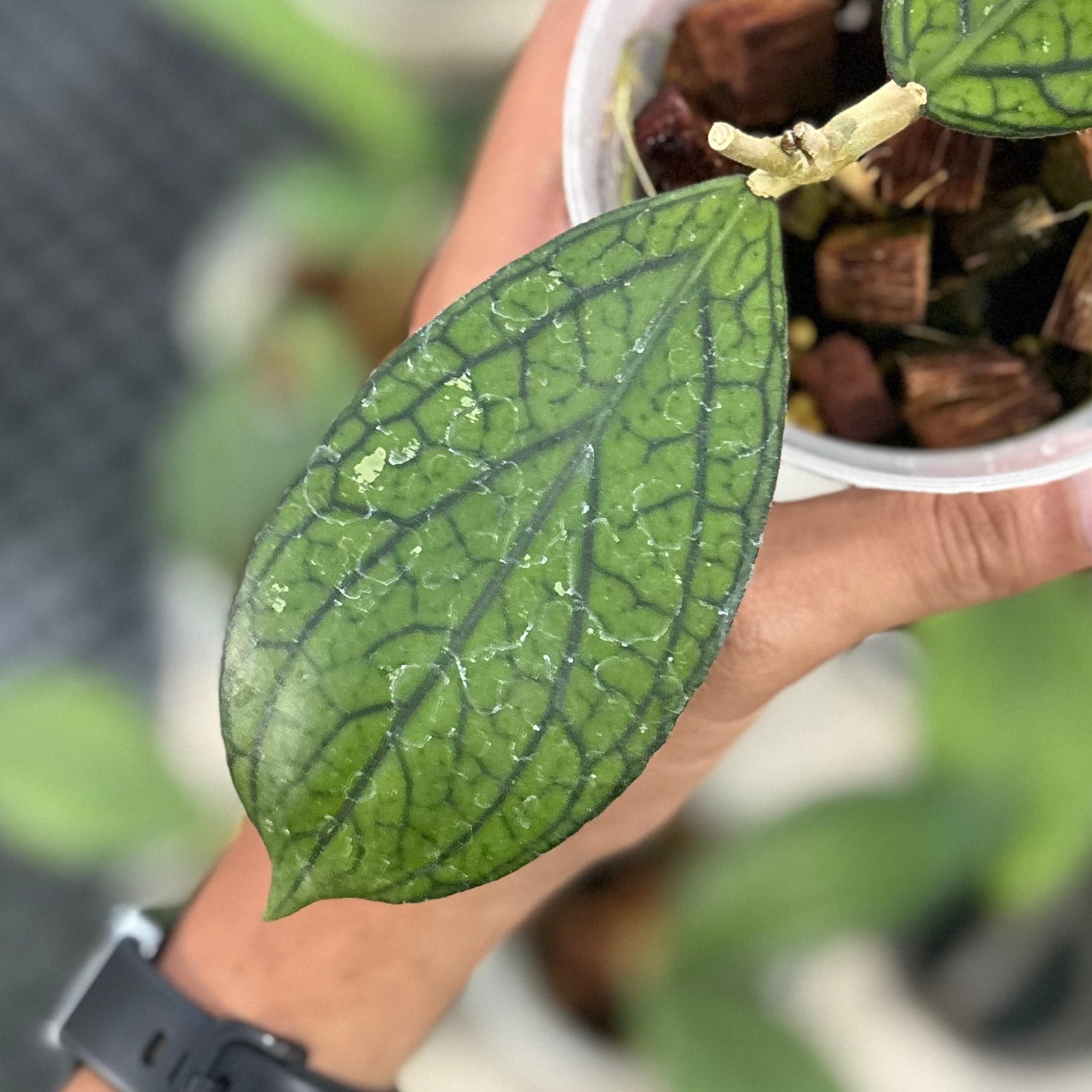 Hoya sp tanggamus ‘limau kapas’
