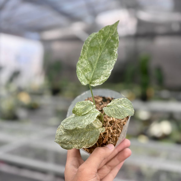 Amydrium medium silver variegated
