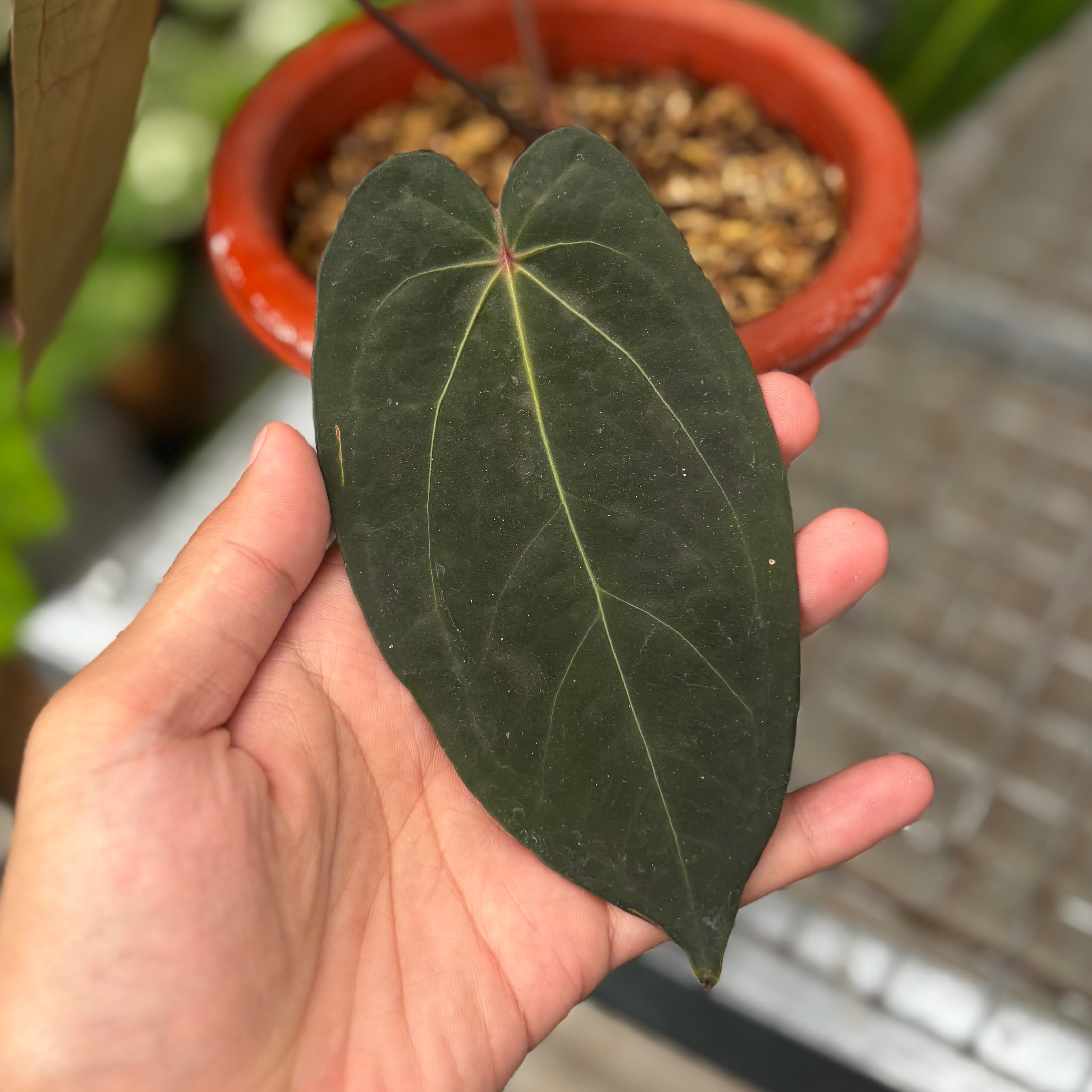 Anthurium Red Spider