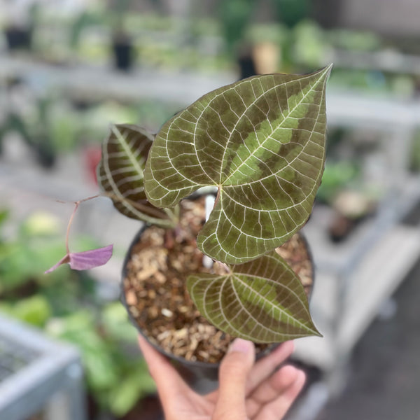 Dioscorea discolor