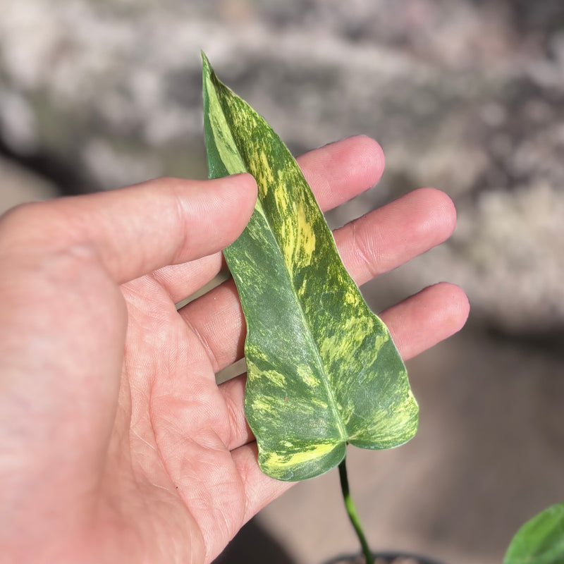 Philodendron florida beauty x radiatum