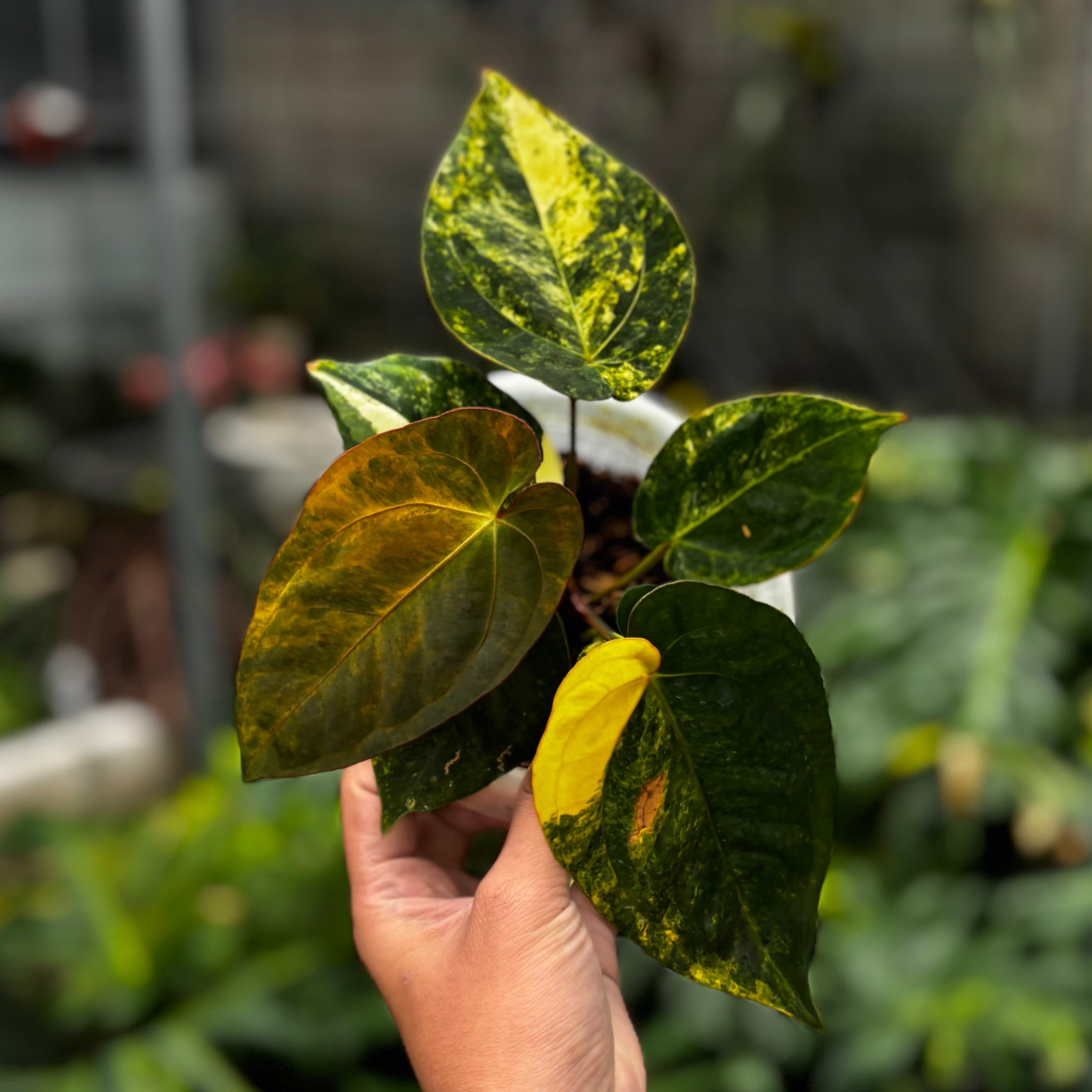 Anthurium Ace of Spades Variegated