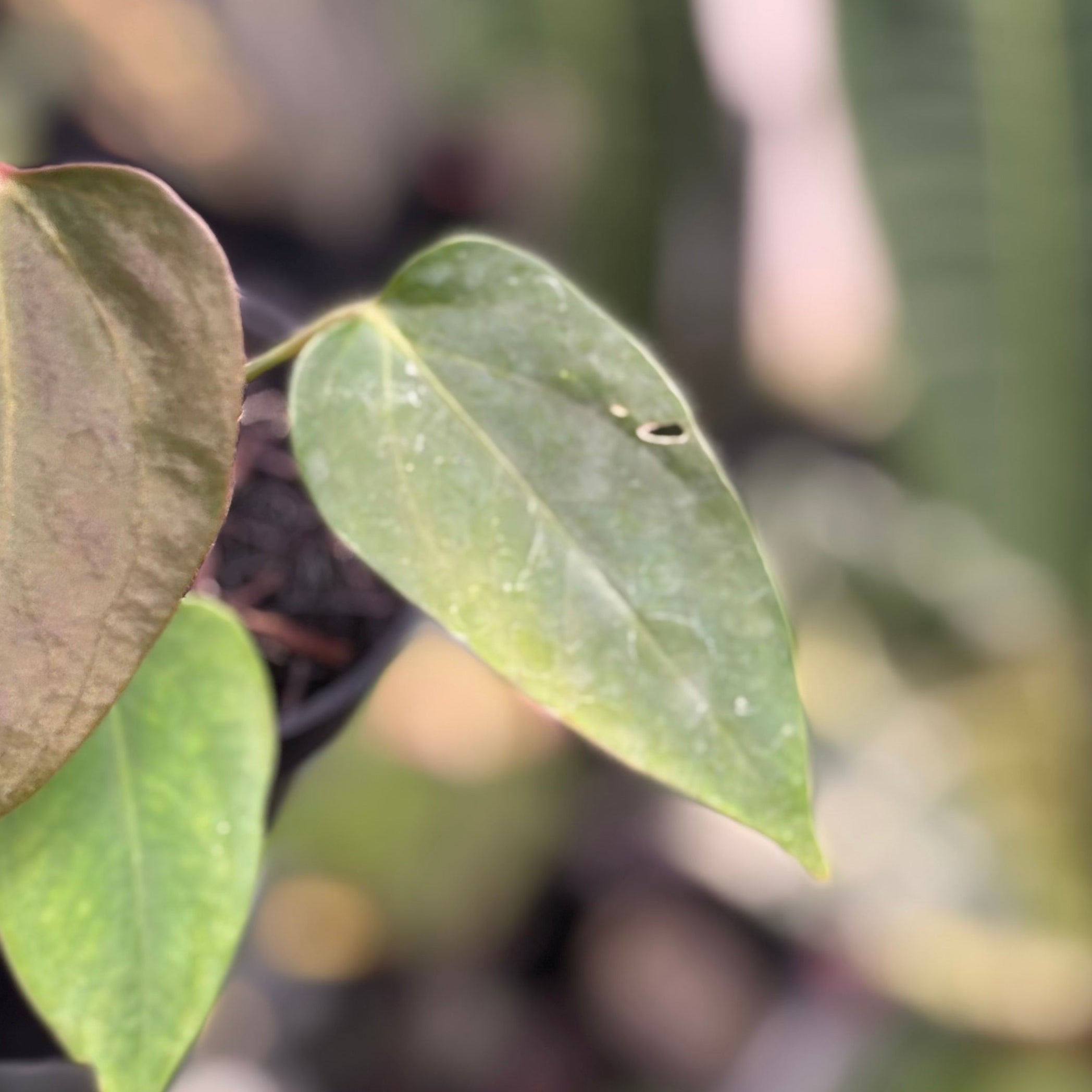 Anthurium Sp Nov DF