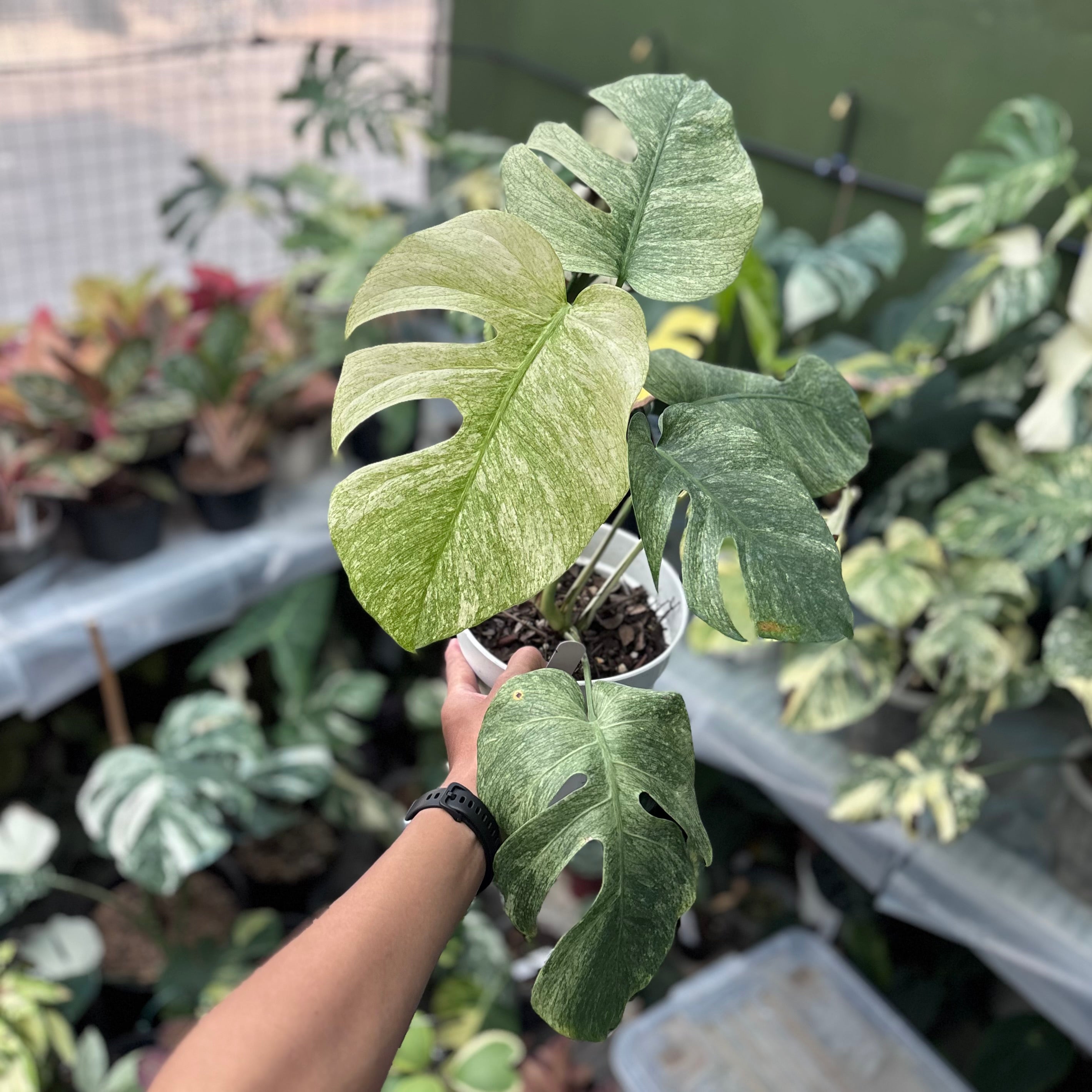 Monstera white mint