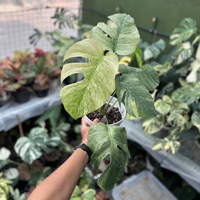 mint monstera Monstera white mint – Aroid Market