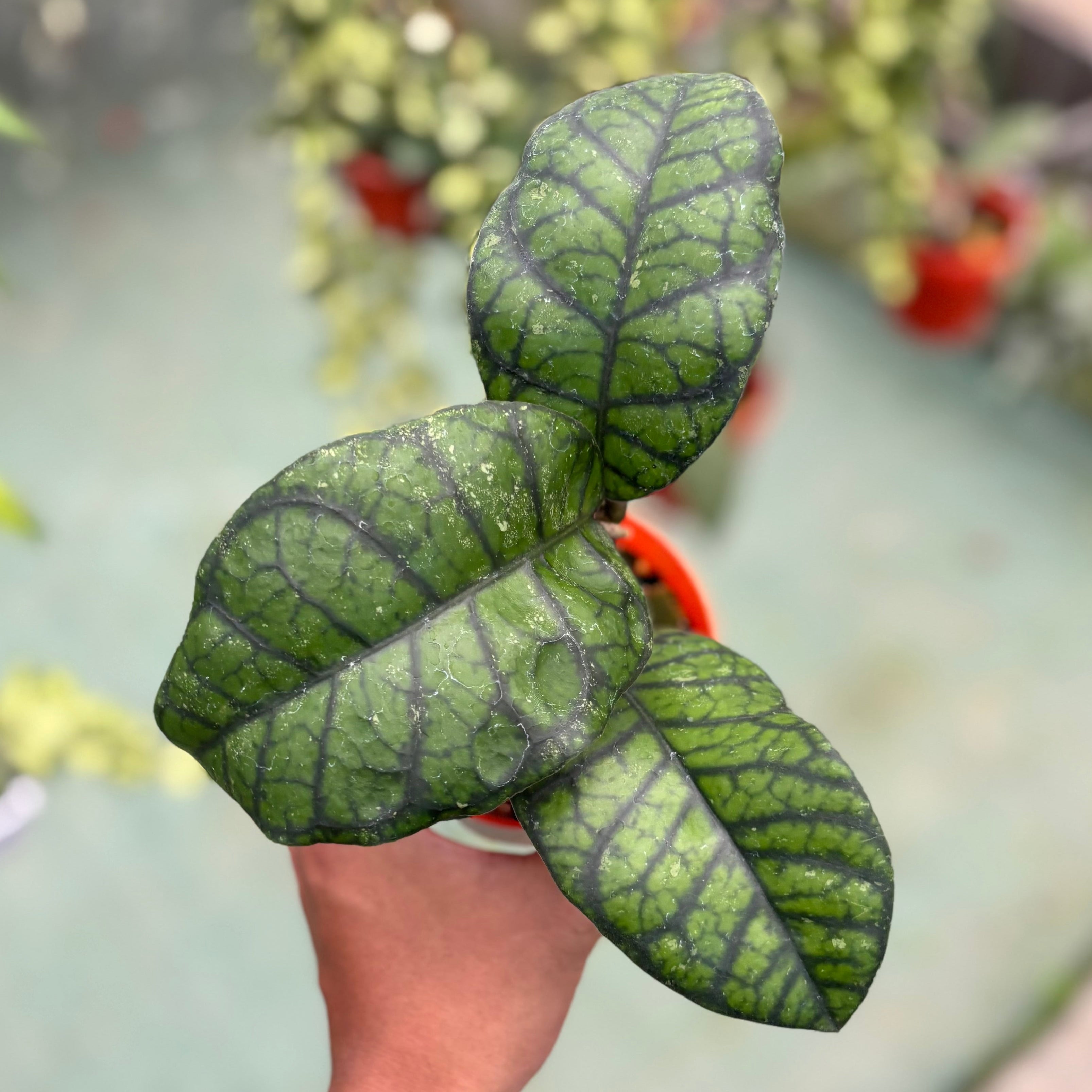 Hoya callistophylla ‘obsidian’