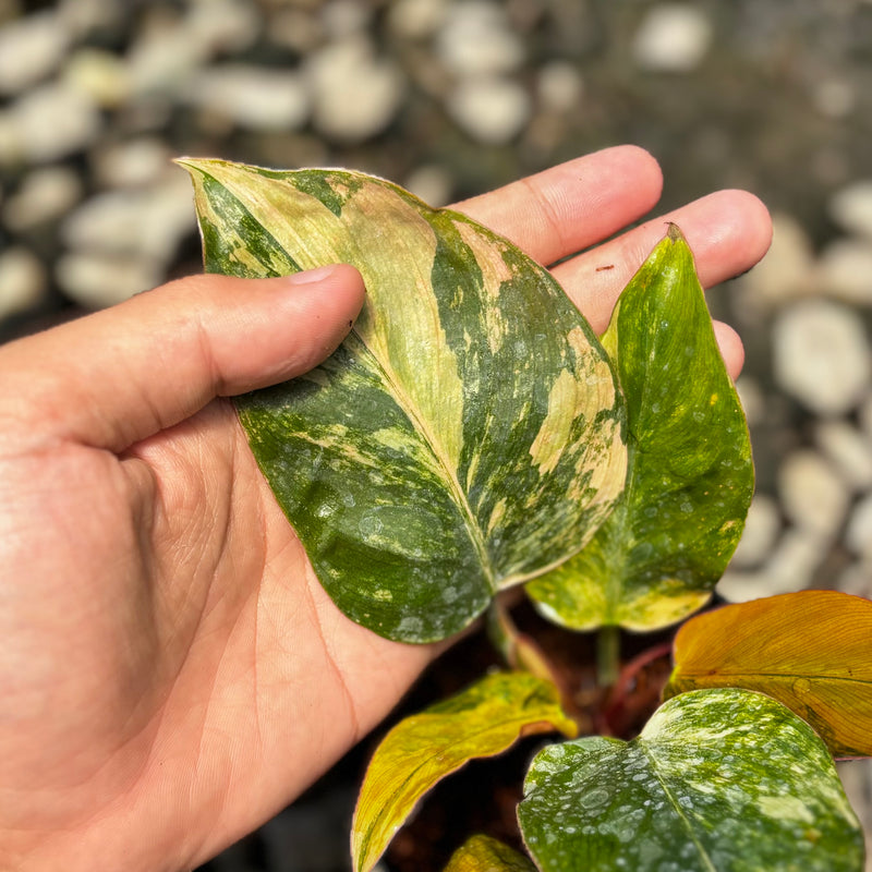 Philodendron red congo variegated