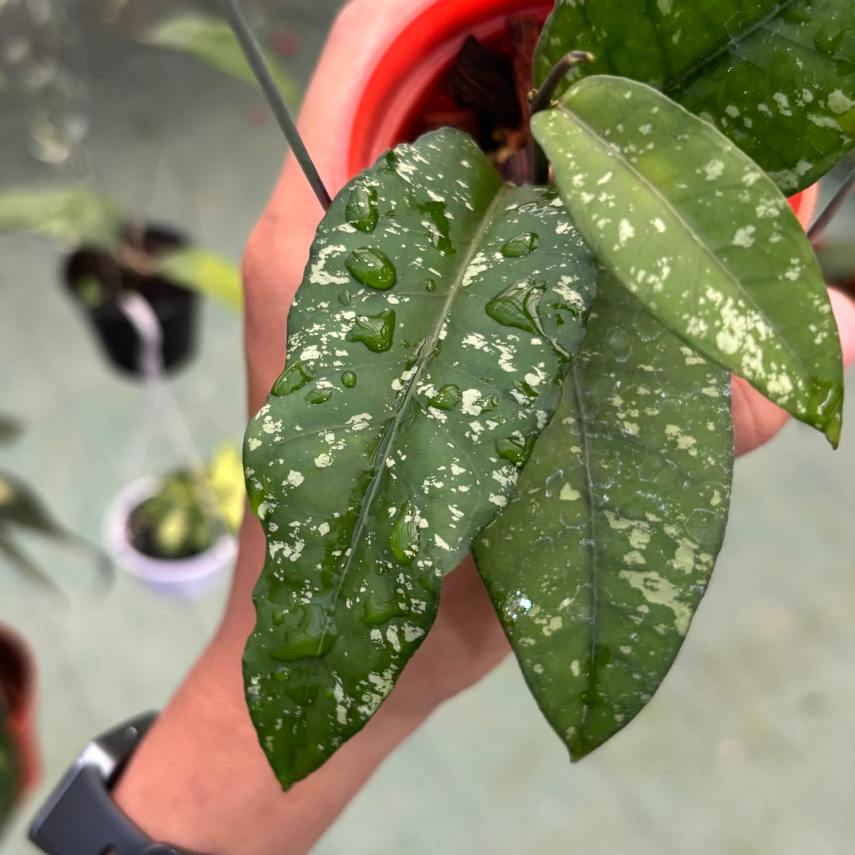 Hoya sp aceh putri betung