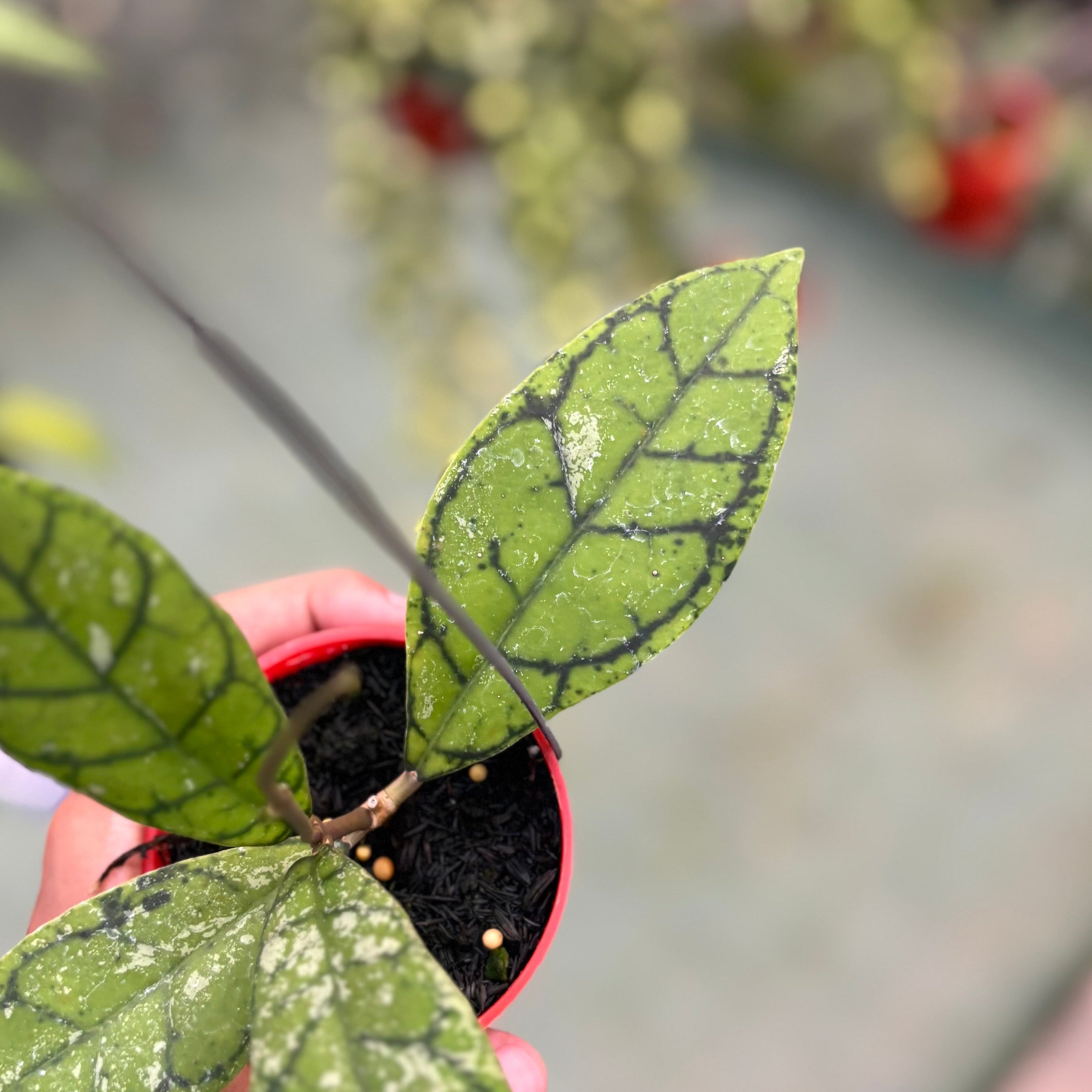 Hoya callistophylla splash