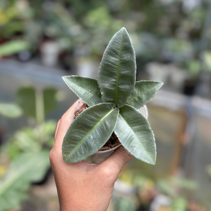 Labisia pumila silver chrome