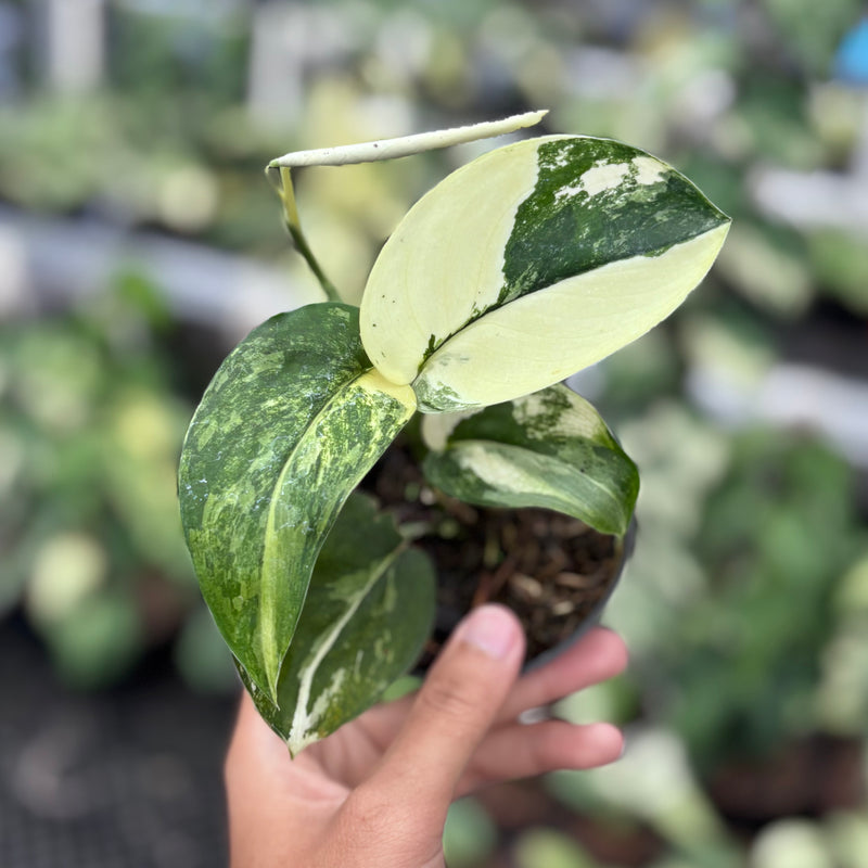 Scindapsus jadesatin albo variegated