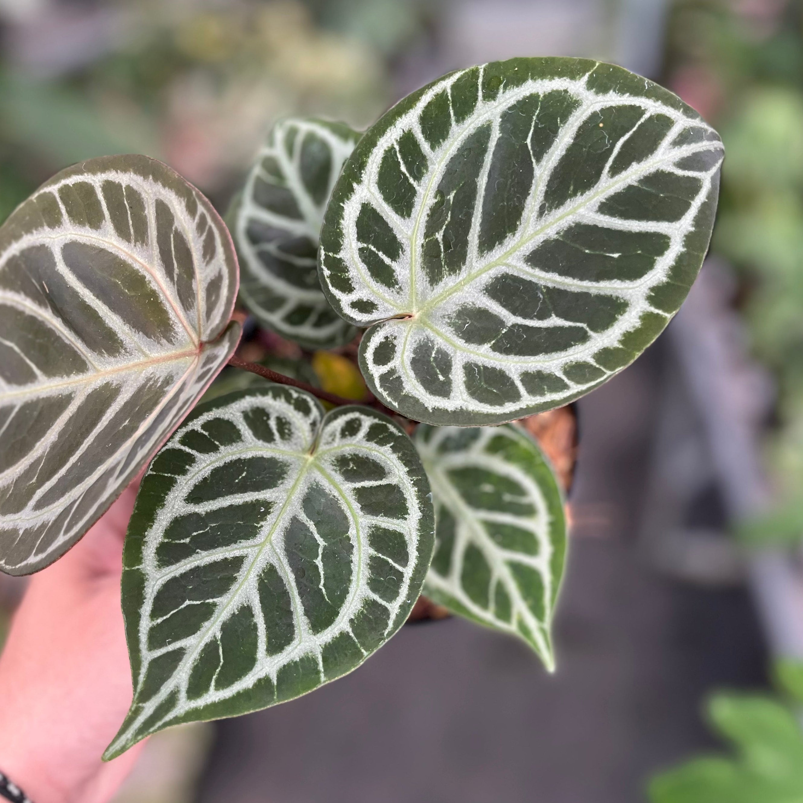 Anthurium red tiger