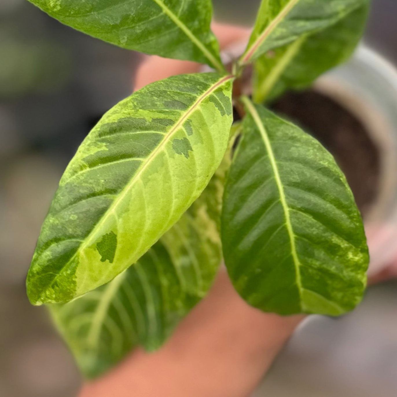 Sanchezia Speciosa Variegated (Gold Vein Plant)
