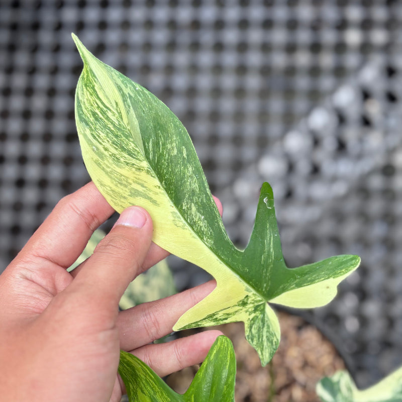 Philodendron Florida Beauty