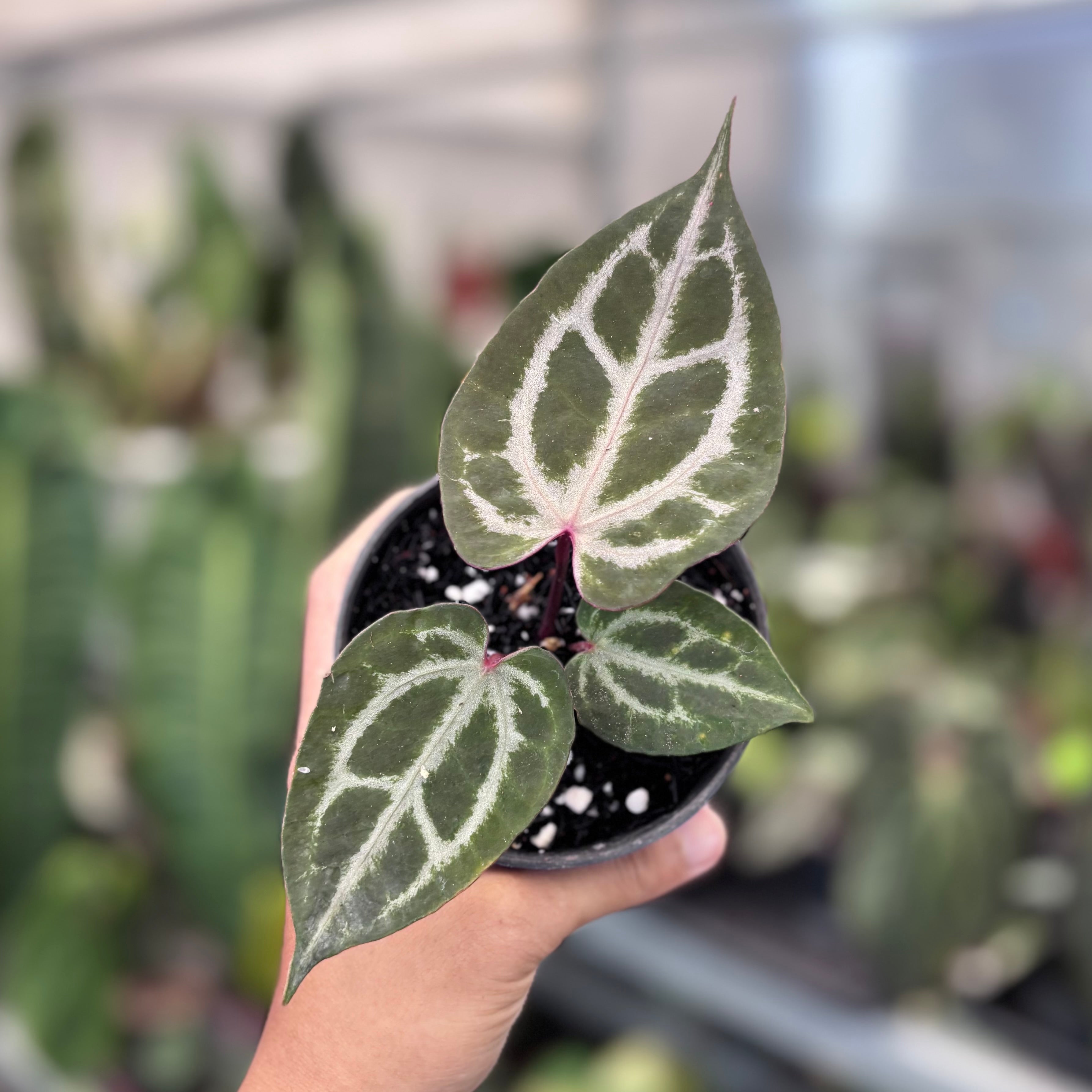 Anthurium HURC x Michelle