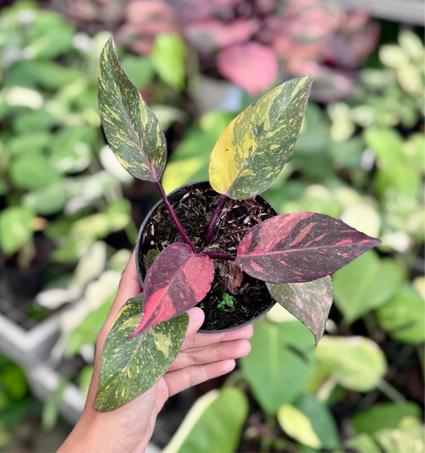 Philodendron orange princess galaxy
