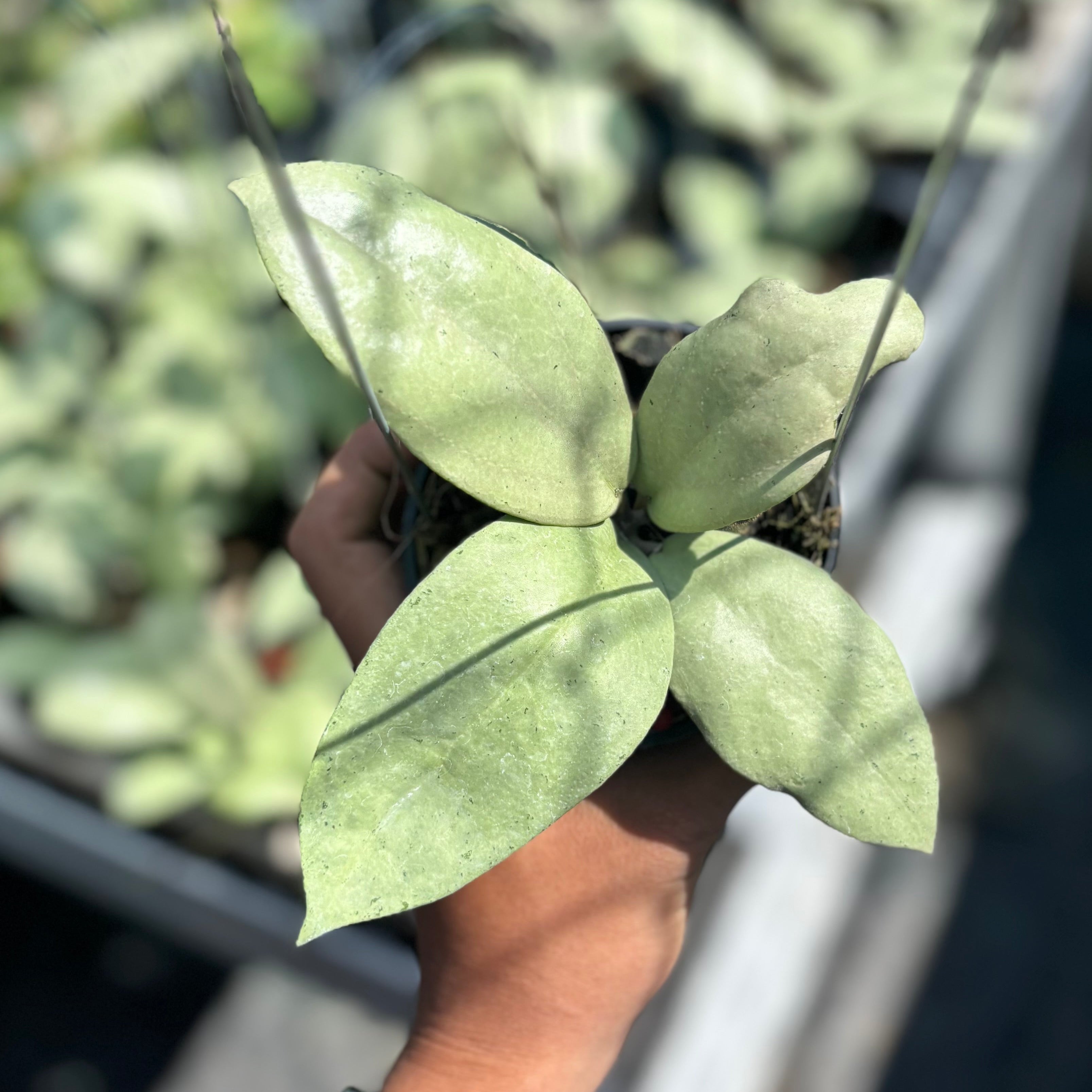 Hoya sp menak sopal