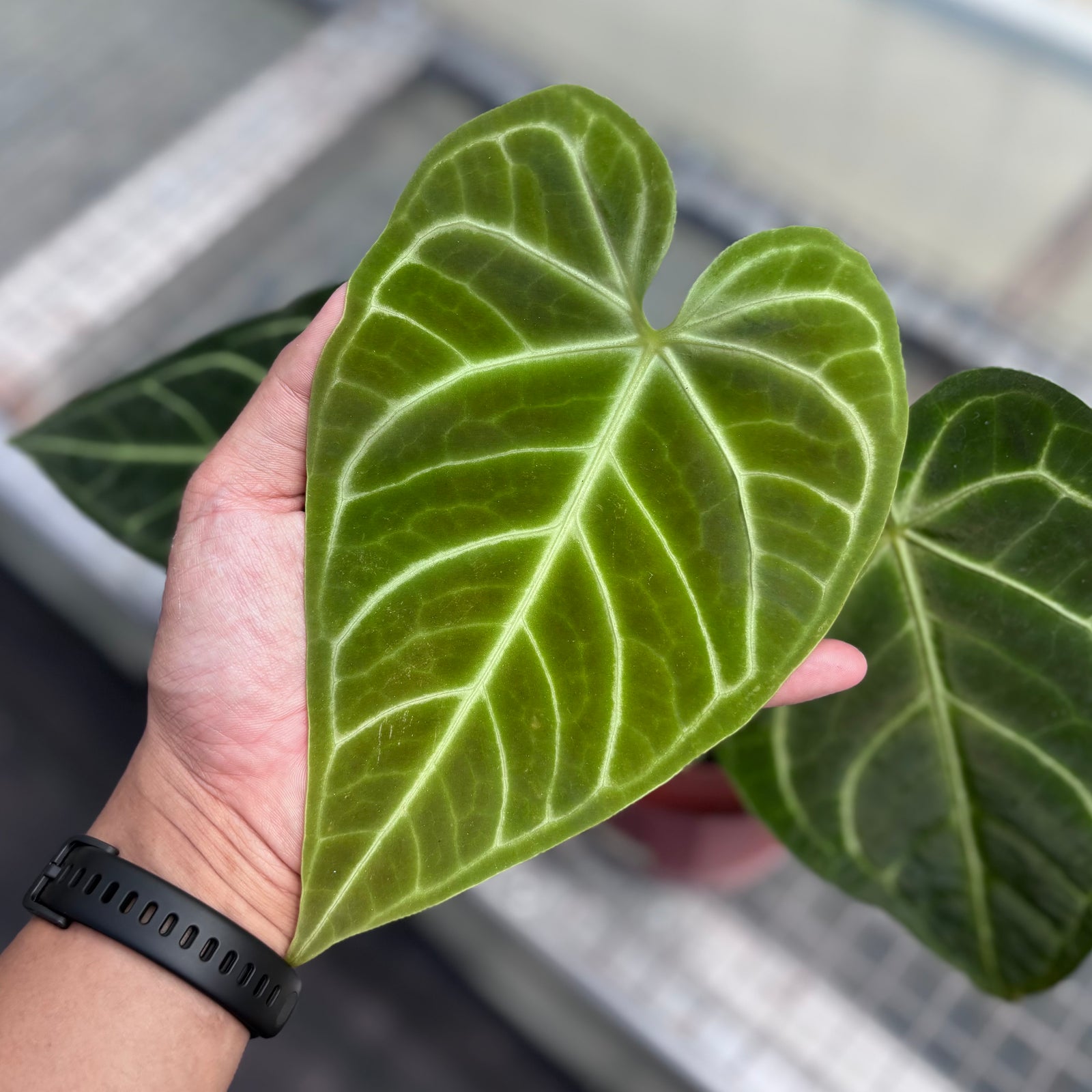 Anthurium regale – Aroid Market