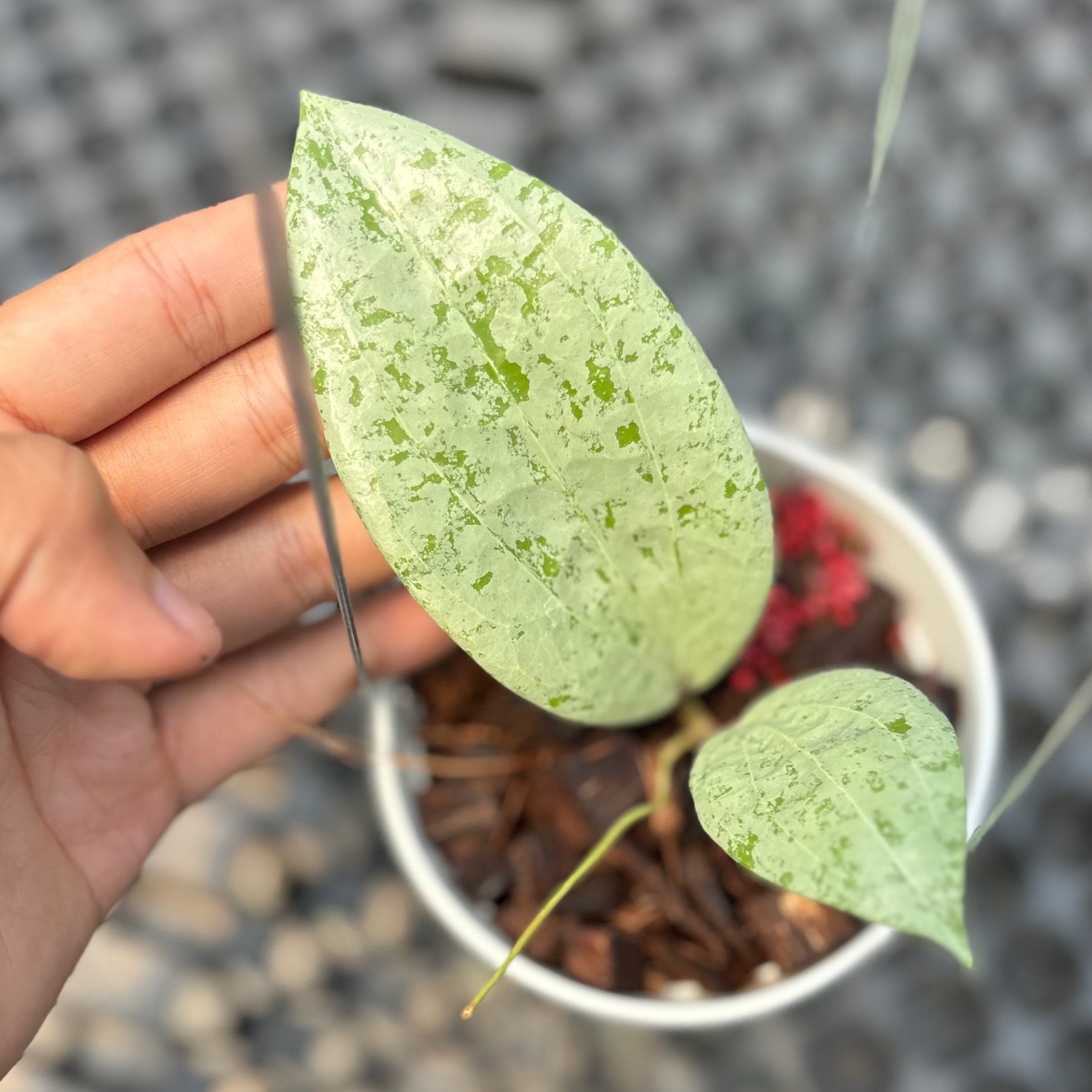 Hoya glabra borneo solver