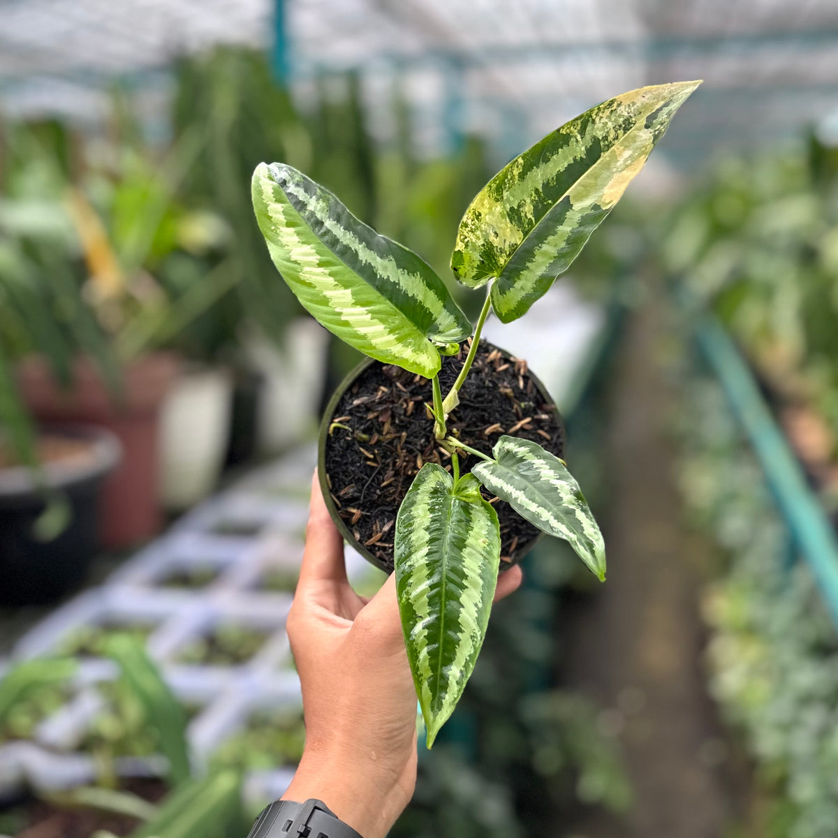 schismatoglottis wallichii variegata Schismatoglottis Wallichii Variegated 1