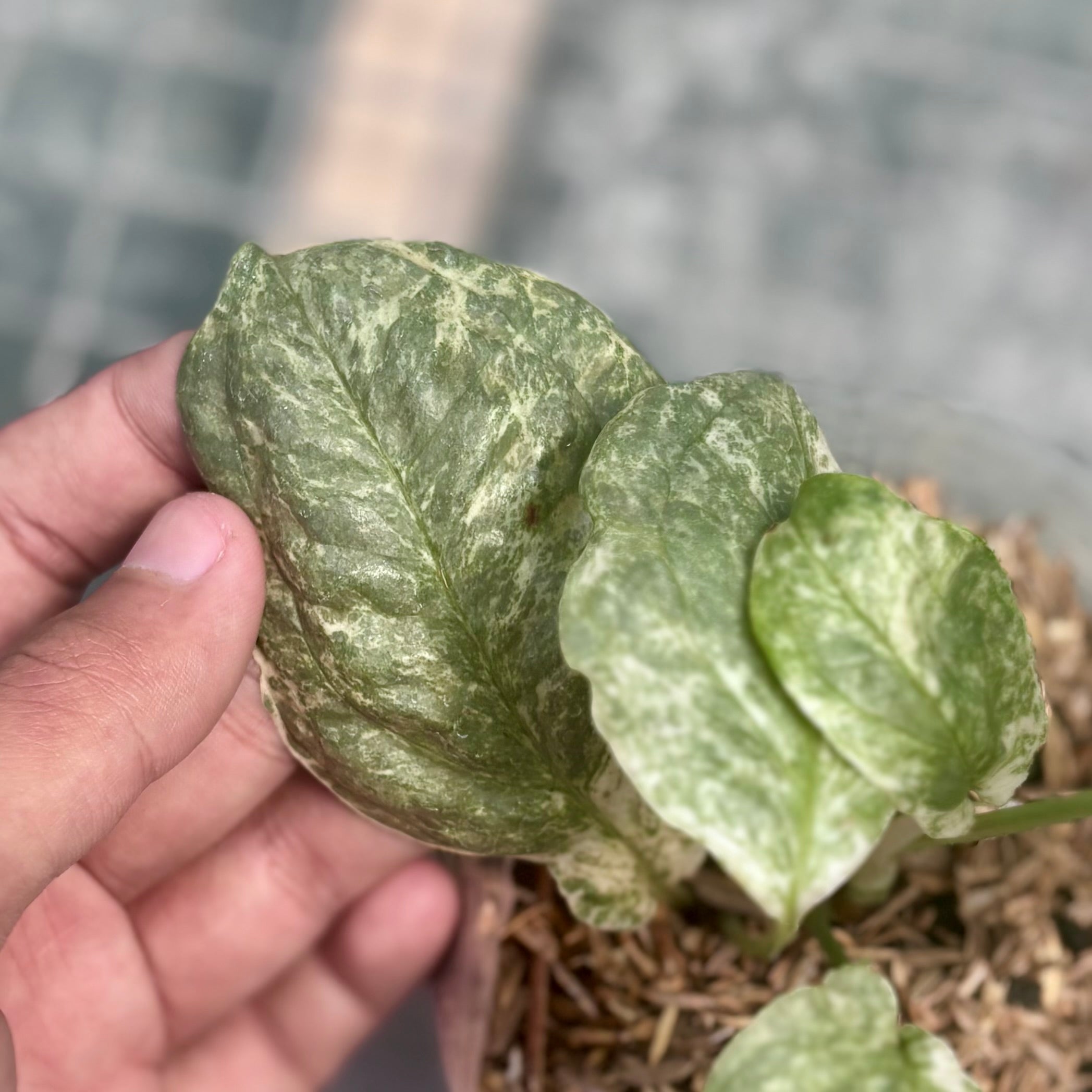 Amydrium medium silver variegated