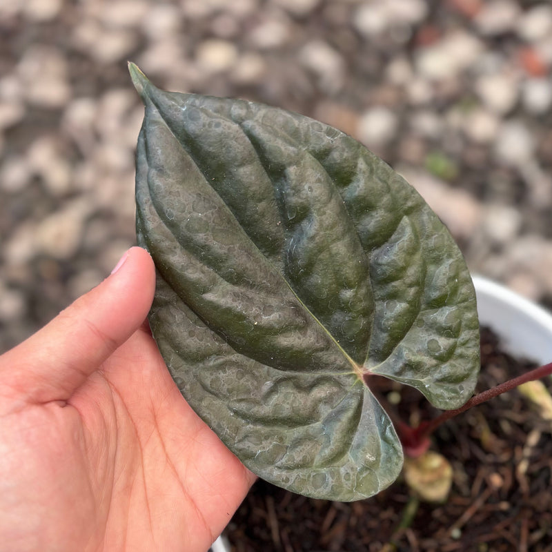 Anthurium night queen