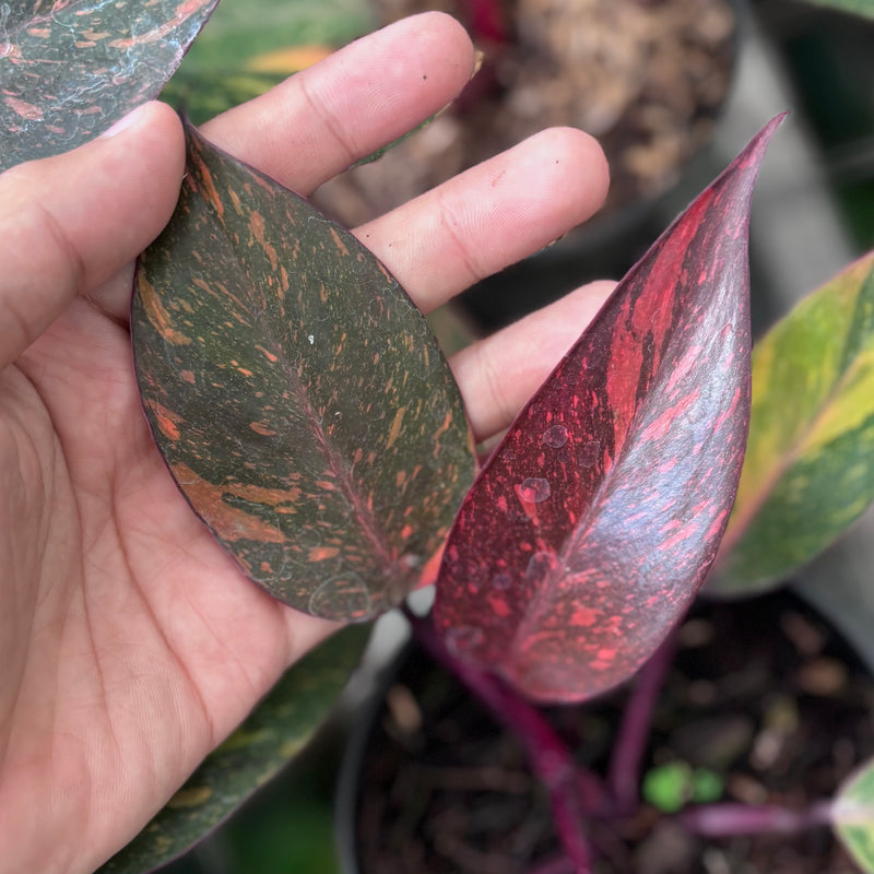 Philodendron orange princess galaxy