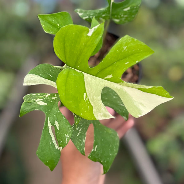 Rhaphidophora tetrasperma thai constellation