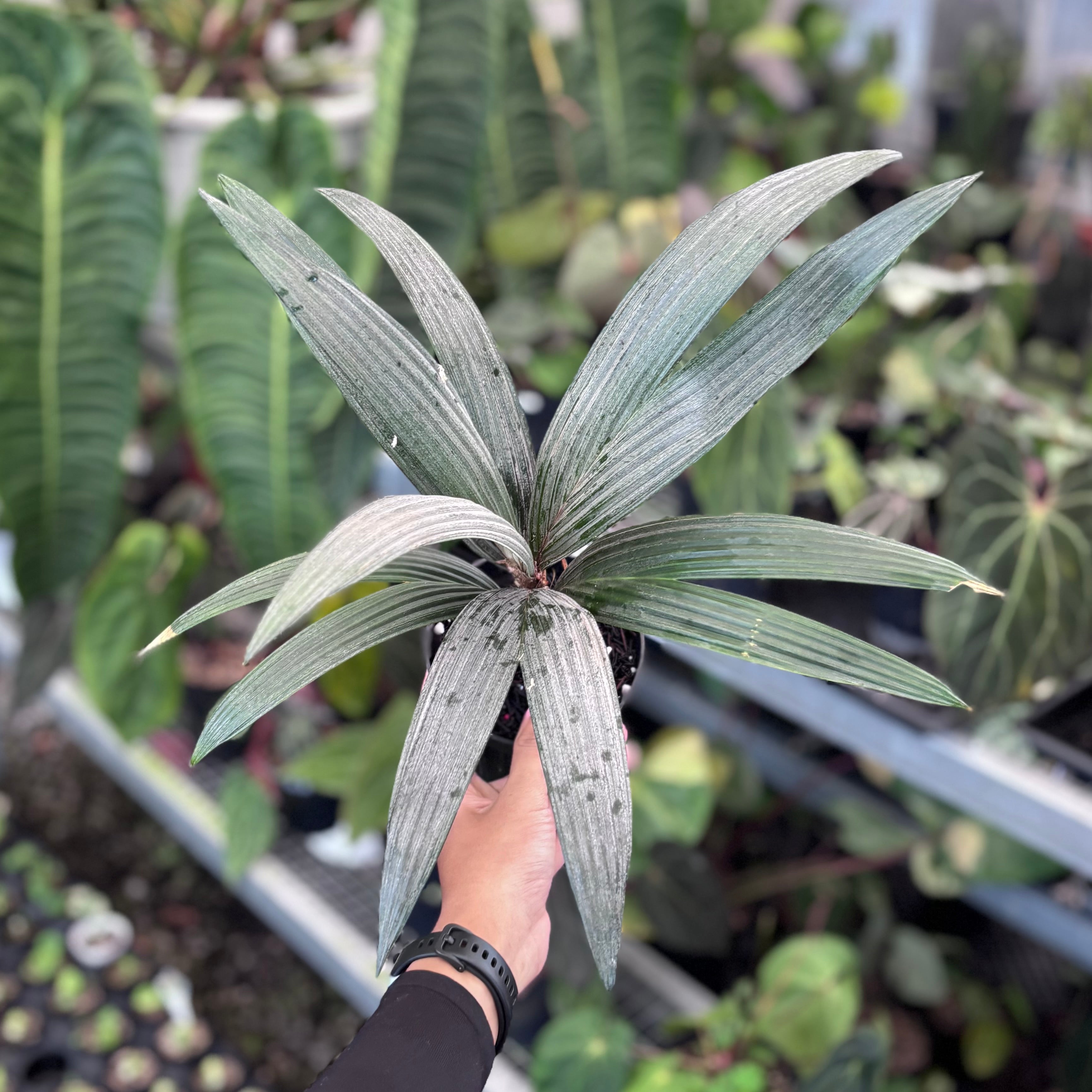 Palm sommeria leucophylla