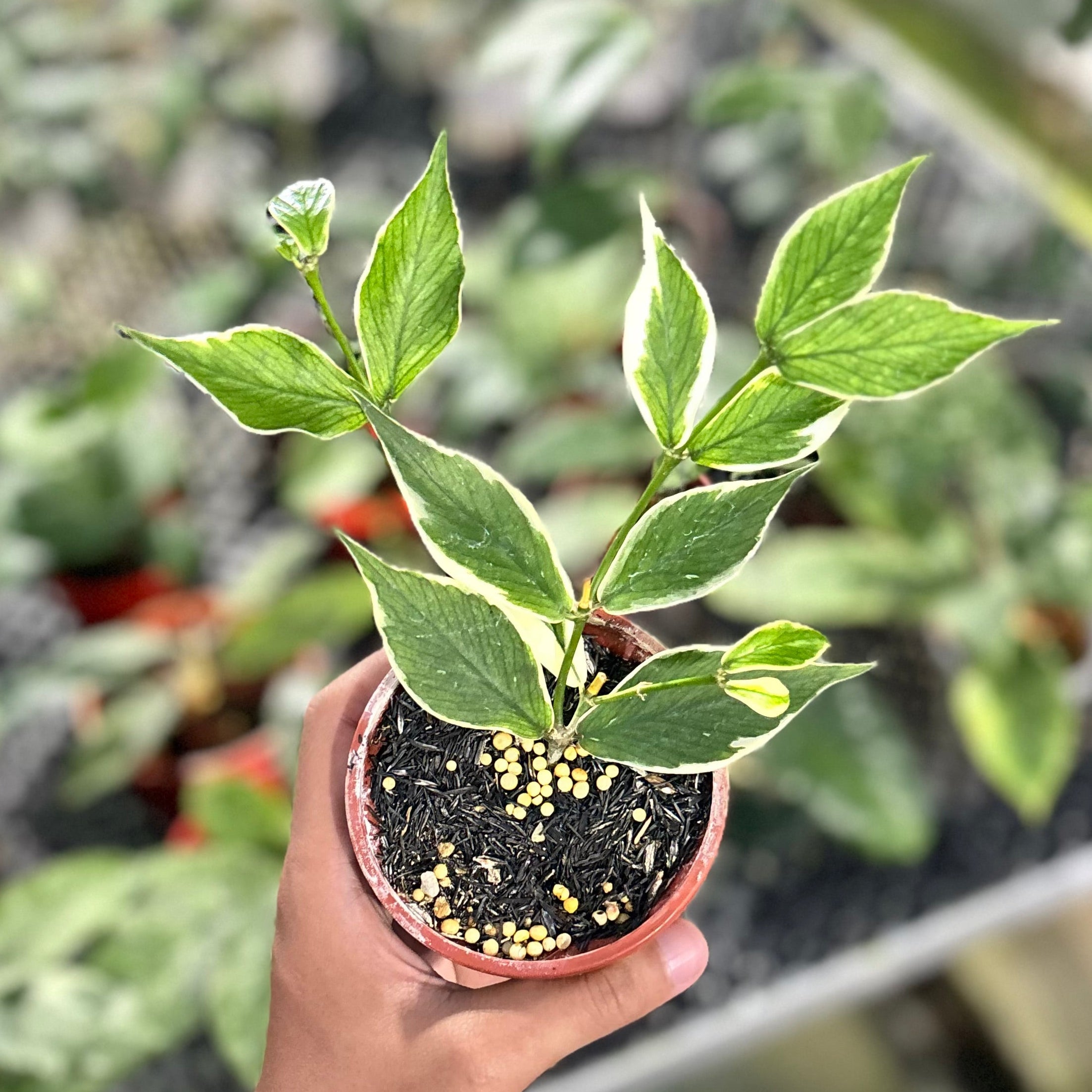 Hoya polyneura albomarginata