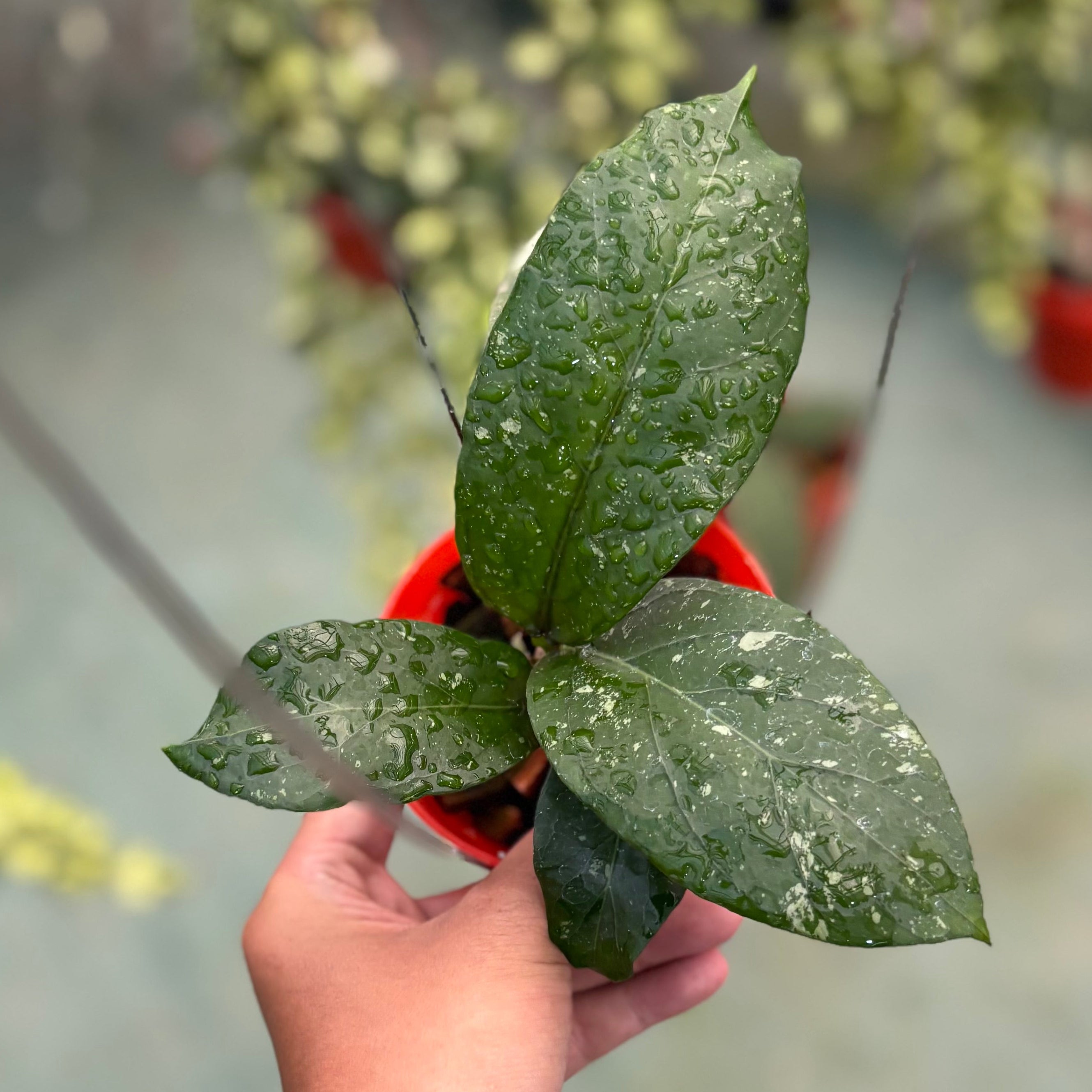 Hoya sp aceh armadillo