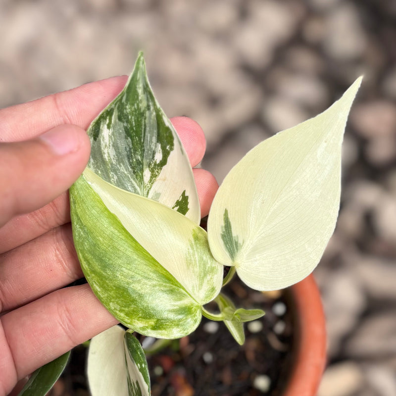 Philodendron hederaceum albo variegated