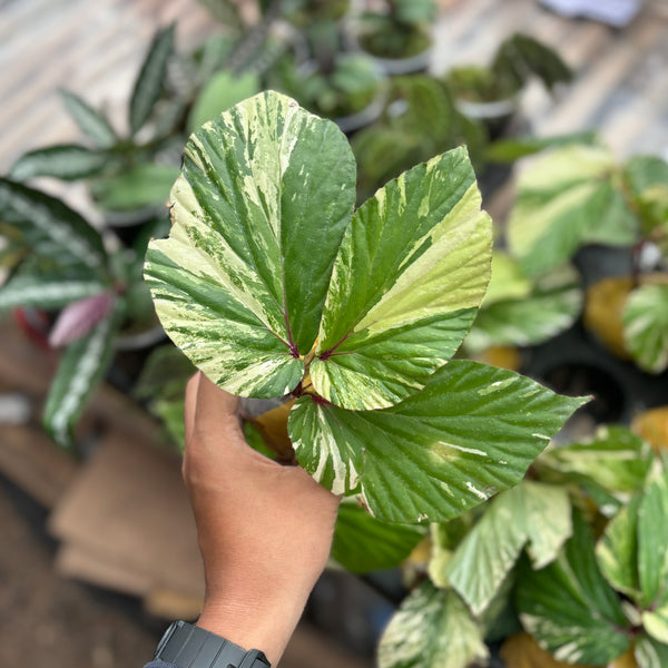 Begonia aurea variegated Sp Borneo