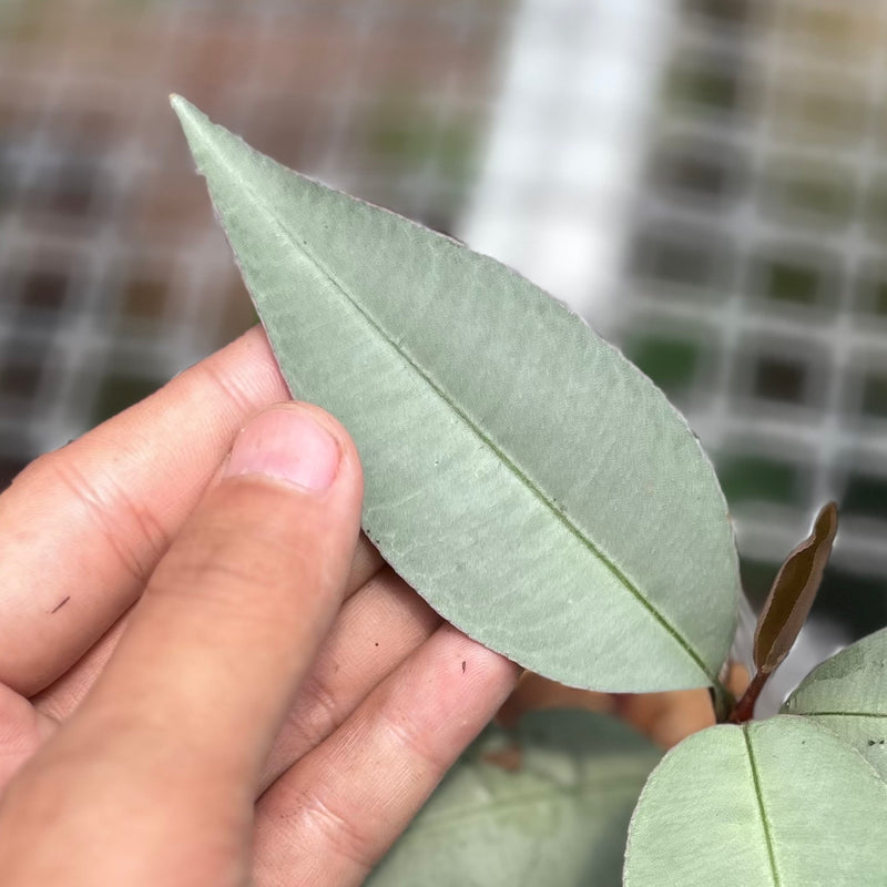 Labisia pumila silver narrow