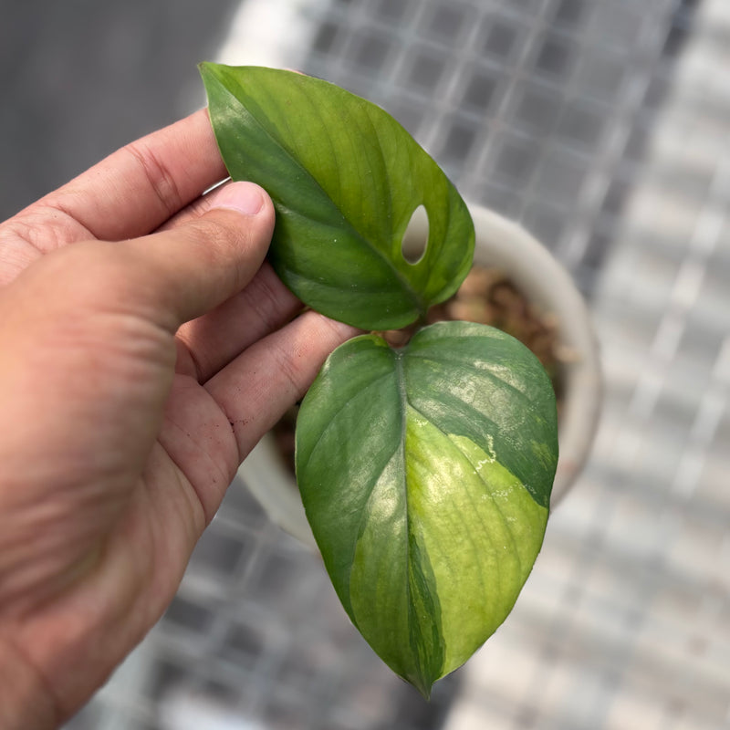 Rhaphidophora pertusa variegated